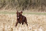 SETTER IRLANDAIS 473